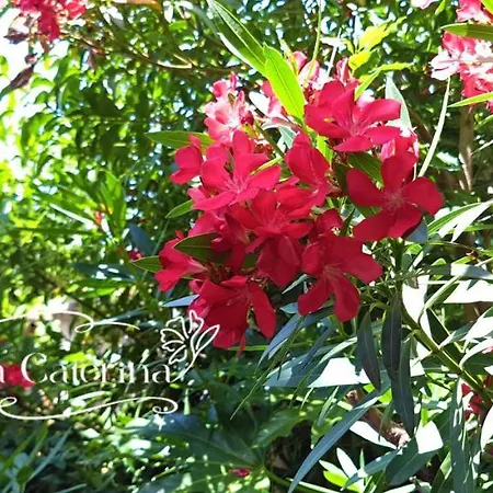 Caterina Affittacamere